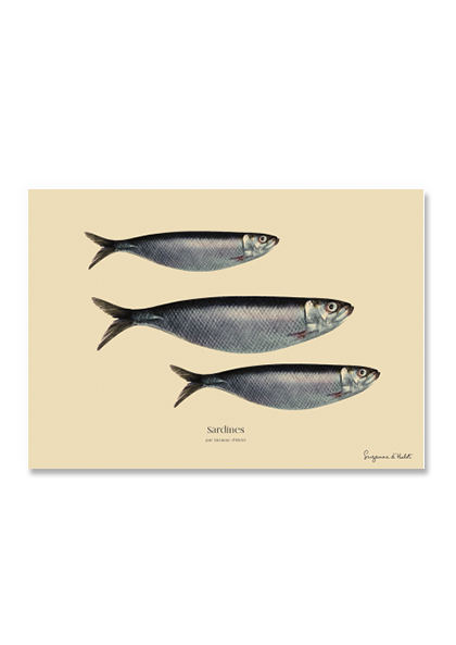 sp-44-02 Sardine_A5