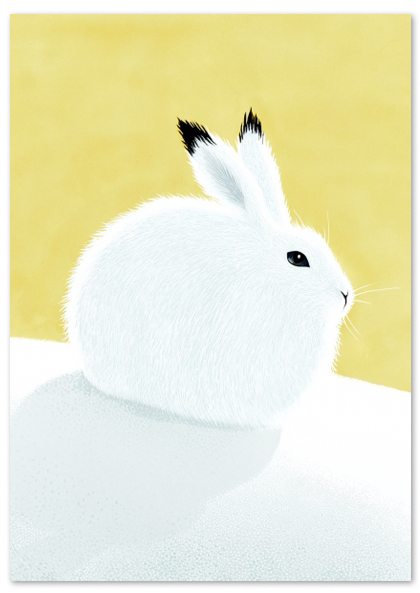 sp-17-04 Lievre arctique